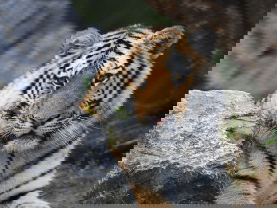 Gedicht: Alleen de verbeelding, van Jacobus Bos