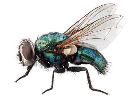 Lekkere Track: Louise Héritte-Viardot - Pianokwartet nr.1, op.9 in A gr.t., "Im Sommer" - deel II