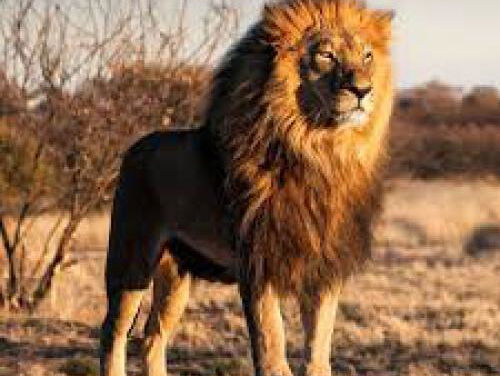 Kindermuziekweek verzoekje - Rinse (4 jr.)