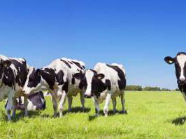 19:05 Gedicht: De dichter is een koe, van Gerrit Achterberg