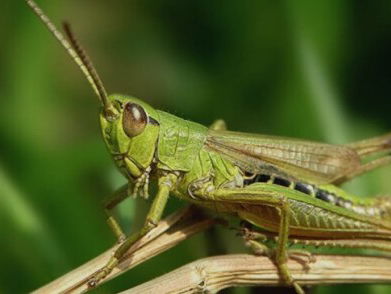 19:45 Liedcyclus: Histoires naturelles van Ravel, nr. 2 'Le grillon'