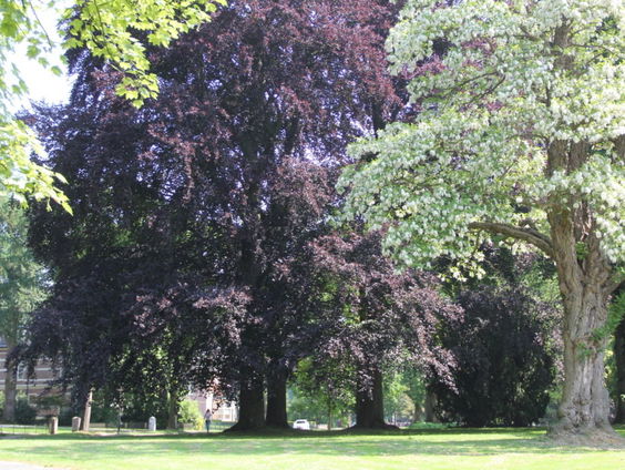Gedicht: Grote beuk van H.H. ter Balkt