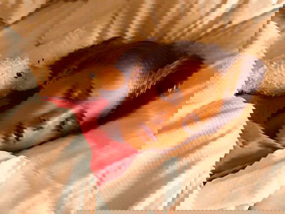 Lekkere Track: Dromen