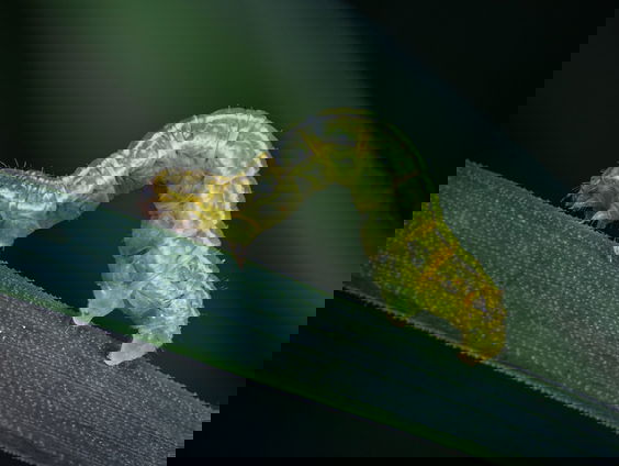 Lekkere Track: Franz Liszt - Waldesrauschen