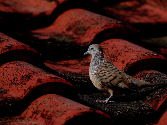 Kettingreactie 3 december 2021