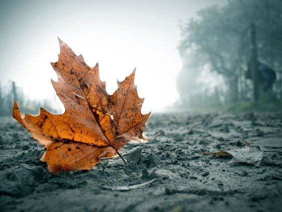 Gedicht: Wij glanzen wat we kunnen, van Nicolaas Matsier