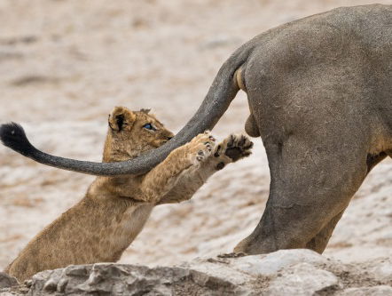 Museumtip: Comedy Wildlife Photography Awards