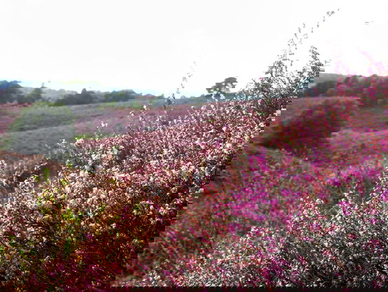 Gedicht: de heide is maar stil, van Herman Gorter
