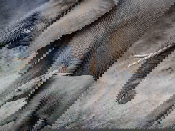 Lekkere Track: Dag van de Olifant