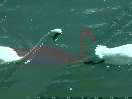 Kettingreactie 16 november 2021