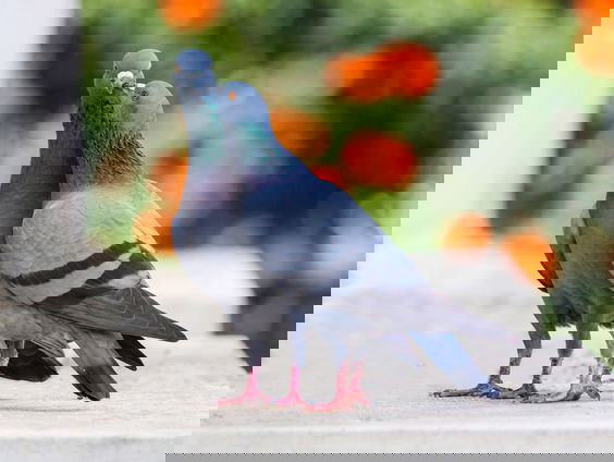 Kettingreactie 6 december 2021