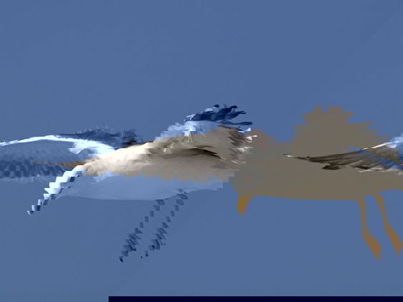 Gedicht: Er is die meeuw, van Paul Demets