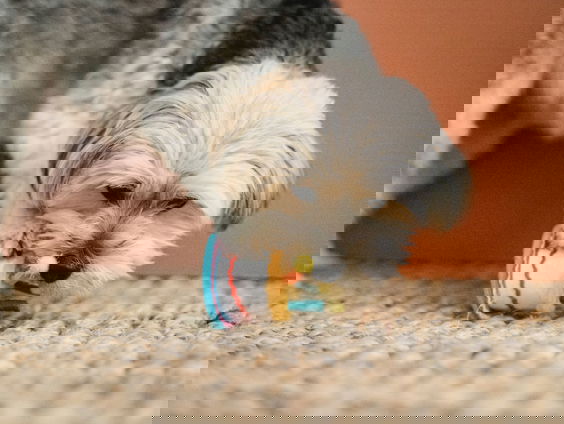 Mooi Moment: Bepaald geen hondenweer