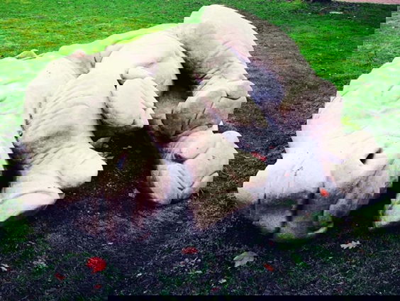 De buitenkunstverkiezing: Regio Oost