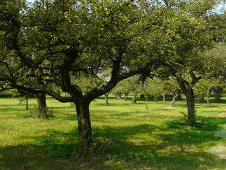 !9:15u Gedicht: Alles blijft, van Gerrit Komrij