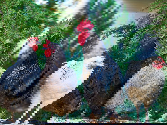 Lekkere Track: Geen kip te bekennen