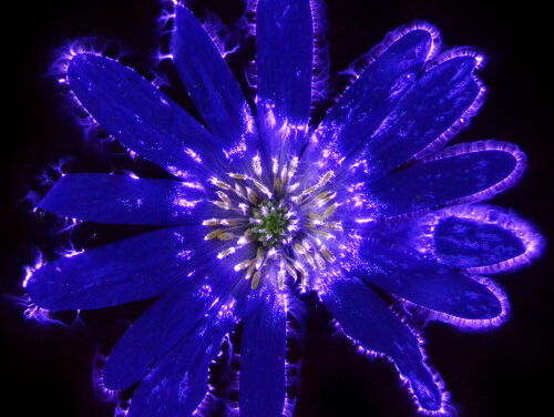 8:15 Het Flower Art Museum opent de deuren