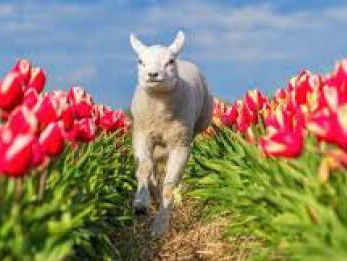 19:13u Gedicht: Voorjaar, van Jan Wolkers