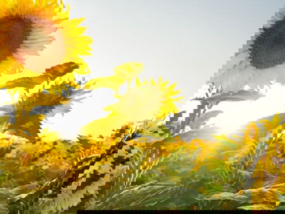 Lekkere Track: Zomermuziek