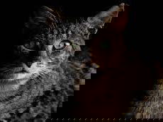 Gedicht: Je zoeken, van Maria Barnas