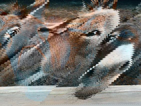 Ezels houden van Beethoven