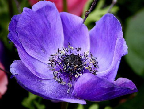 19:05 Poëzie: Blauwe anemonen, van Tomas Tranströmer