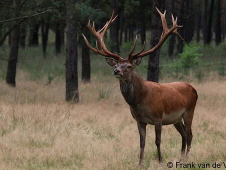 Goed idee! The Dutch Big Five