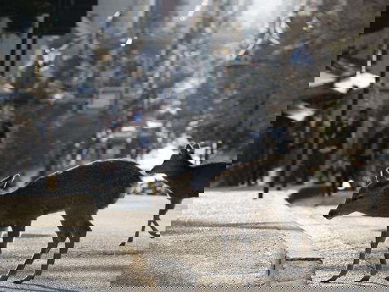 Gedicht: Auto's, van Tom Lanoye