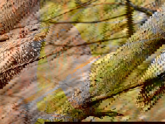 Lekkere Track: Een uil in de tuin