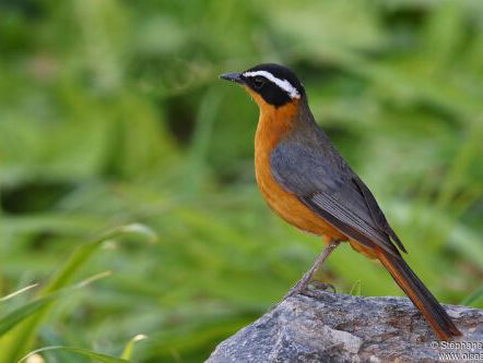 19:30u Hollandsche Nieuwe! French Piano Rarities, van Ralph van Raat/2