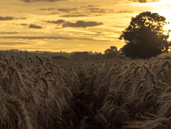 RadioReisDienst: Engeland