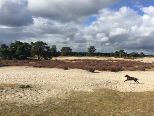 19:05u Gedicht: Lichtval, van Chr. J. van Geel