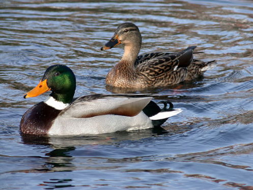 Alle eendjes zwemmen in het water?