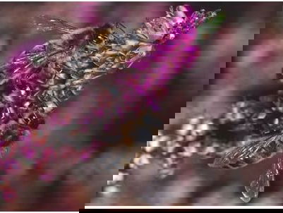 Gedicht: Bijen in september van Herman Coenen