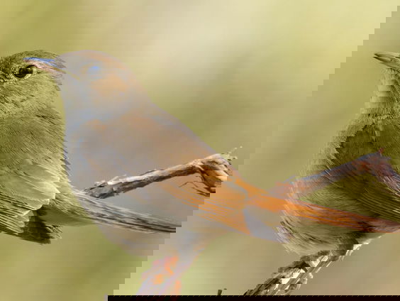 Kettingreactie: Johann Georg Ahle