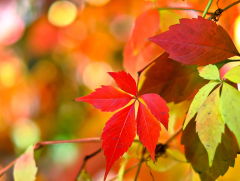19:05 Gedicht: Herfst is de tijd van vermoeden, van Edna St. Vincent Millay