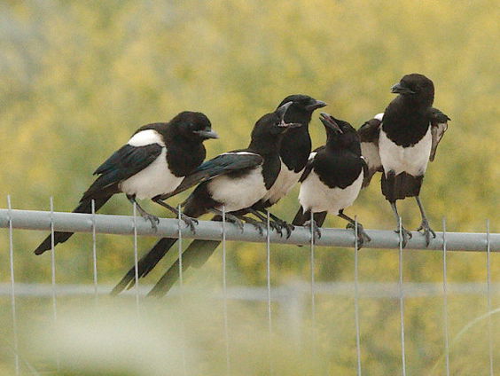 Gedicht: Gratis, van K.Michel