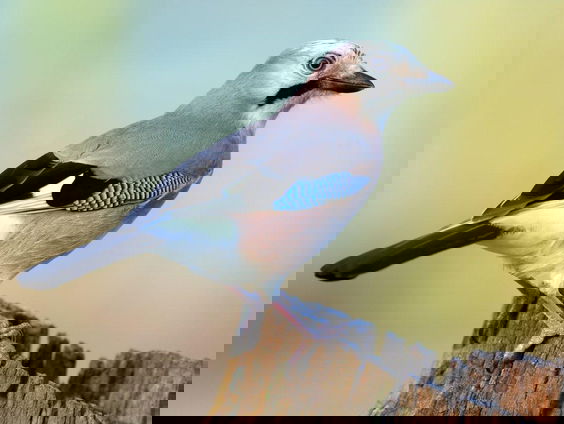 Mooi Moment: Vlaamse gaai