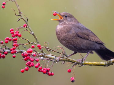 19:13u Gedicht: Een merel, van Rutger Kopland