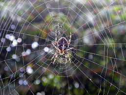 Gedicht: Een vliegje in de herfst, van Toon Tellegen