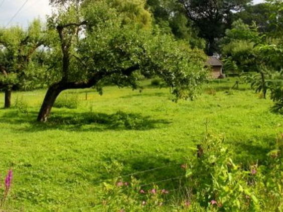 Gedicht: Een boomgaard, van Anneke Brassinga