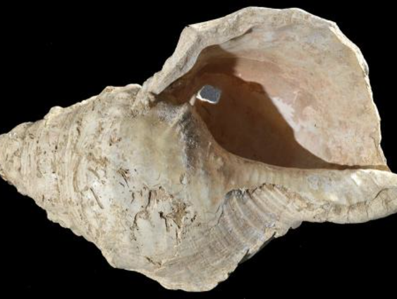 Zeeschelp blijkt eeuwenoud instrument