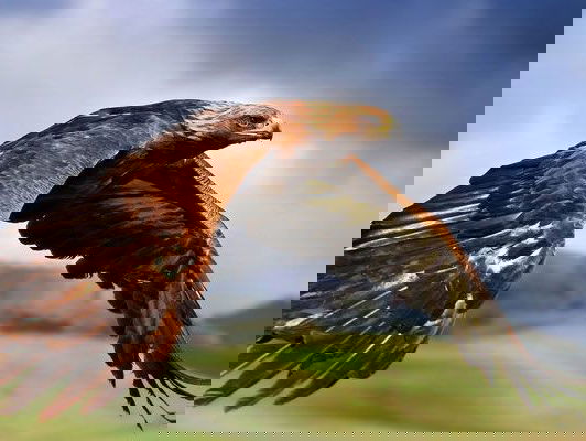 Gedicht: Arenden, van Raymond Carver