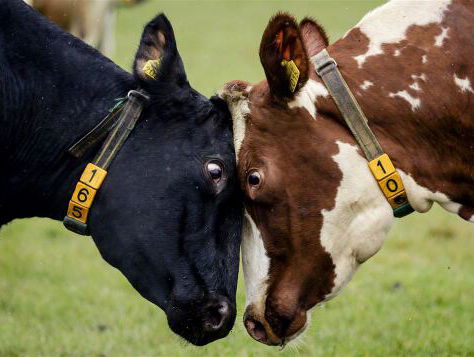 Lekkere Track: Paolo Pandolfo - Sopra Las Vacas