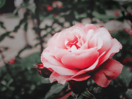 Kettingreactie 26 september 2024