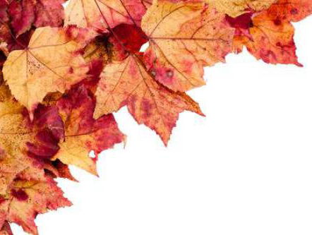 19:13u Gedicht: Ode aan een bruine esdoorn, van C.Buddingh'