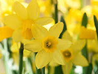 Gedicht: 'Erbarme dich' van Anna Enquist