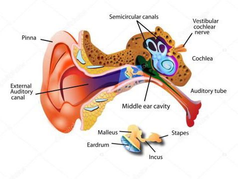 19:30u Snapshot Klassiek XXXVIII Piep in je oor