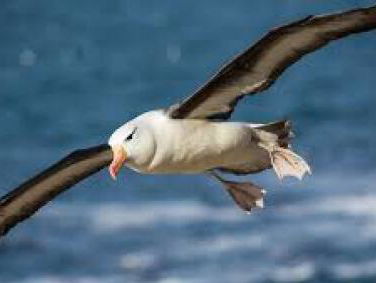 19:05 Gedicht: De albatros, van Baudelaire