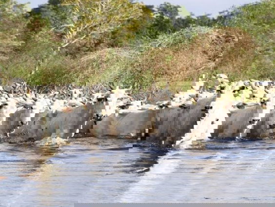 RadioReisDienst: Aan de oever van de rivier in Brazilië